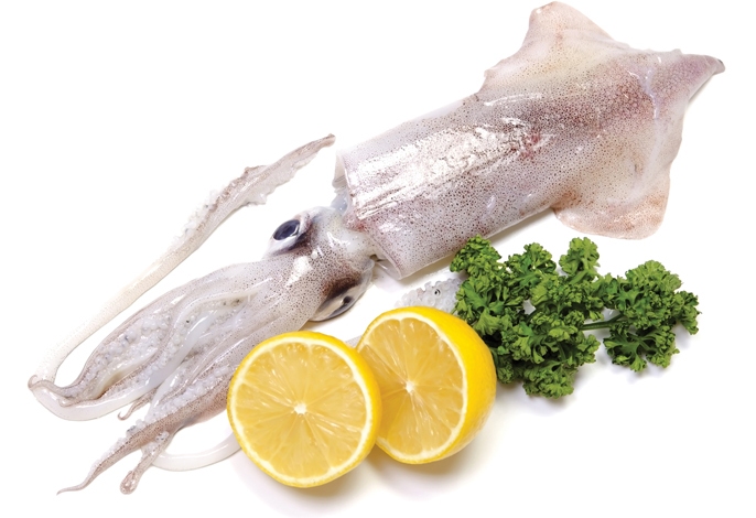 Loligo squid