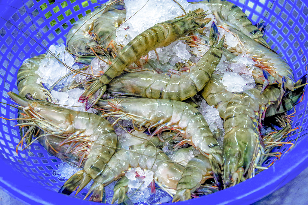 Black Tiger Shrimp (HOSO)