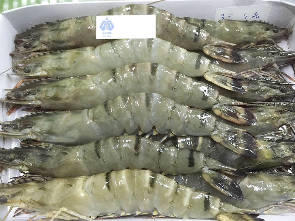 Black Tiger Shrimp (HOSO)