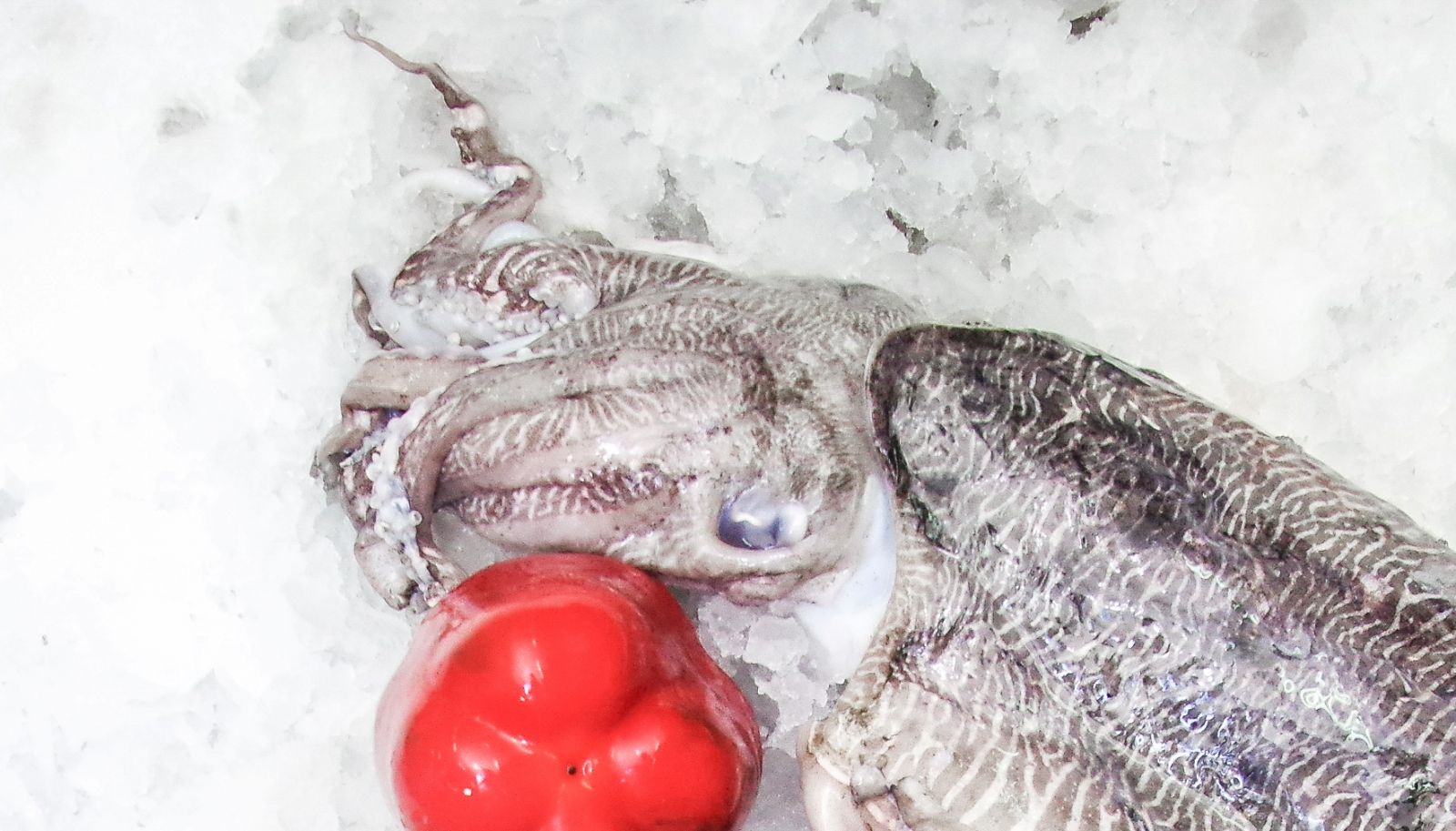 Cuttlefish
