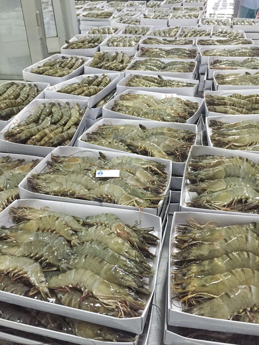 Black Tiger Shrimp (HOSO)