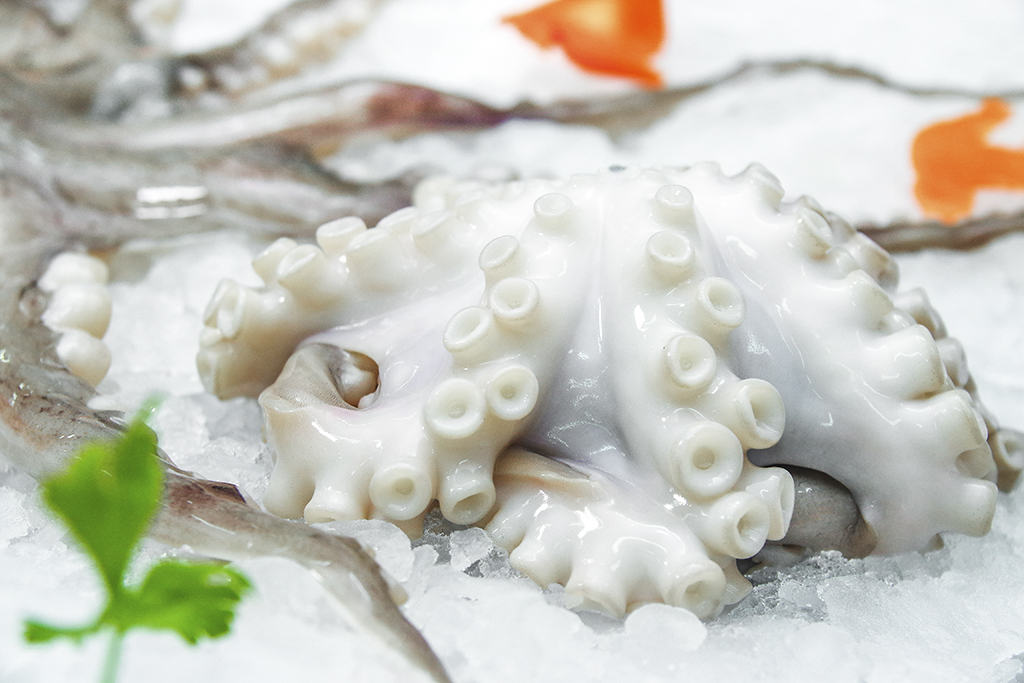 Octopus
