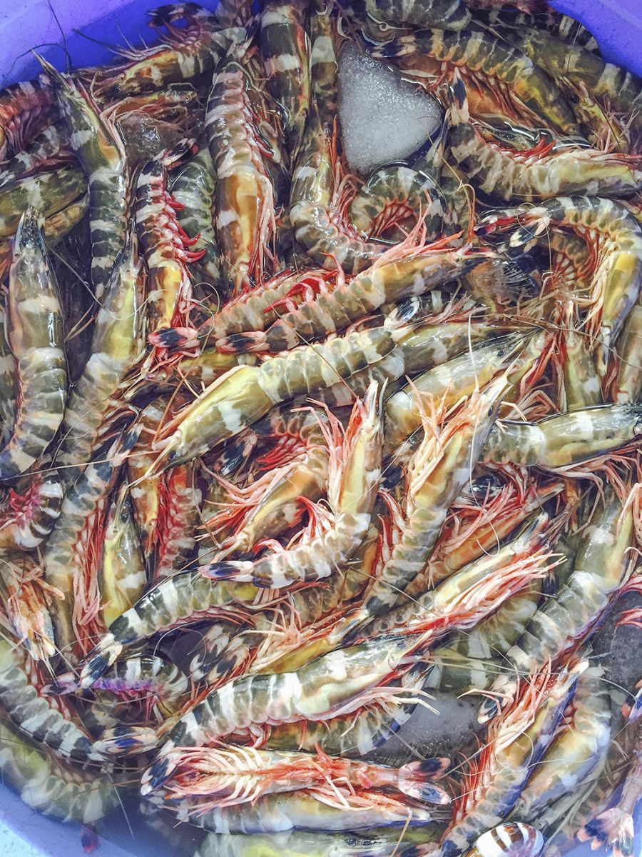 Cat Tiger Shrimp (HOSO)