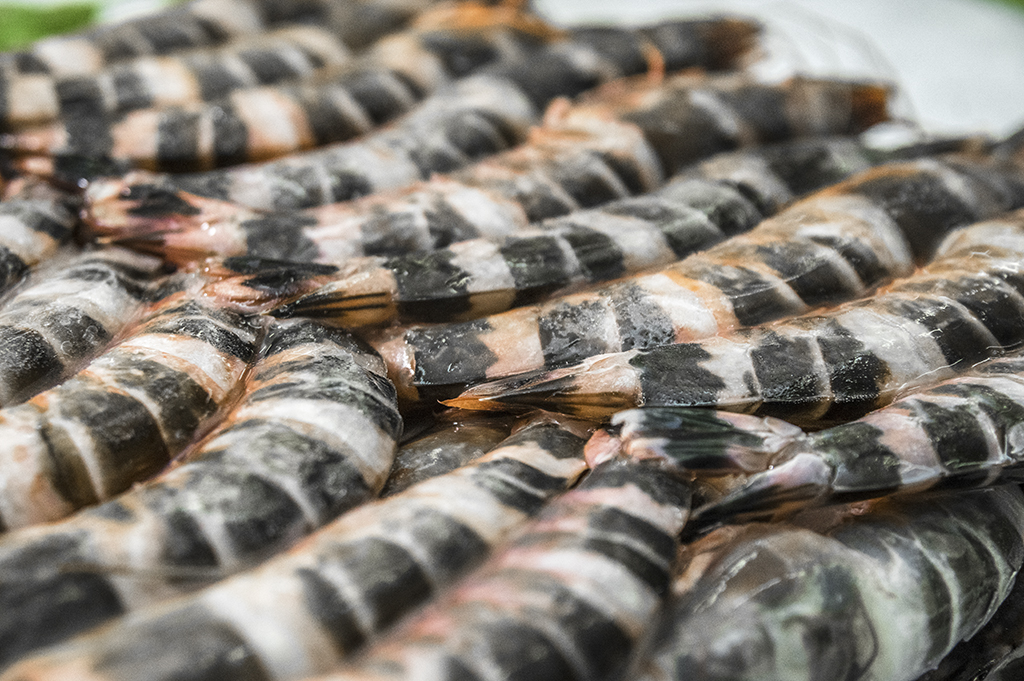 Cat Tiger Shrimp (HOSO)