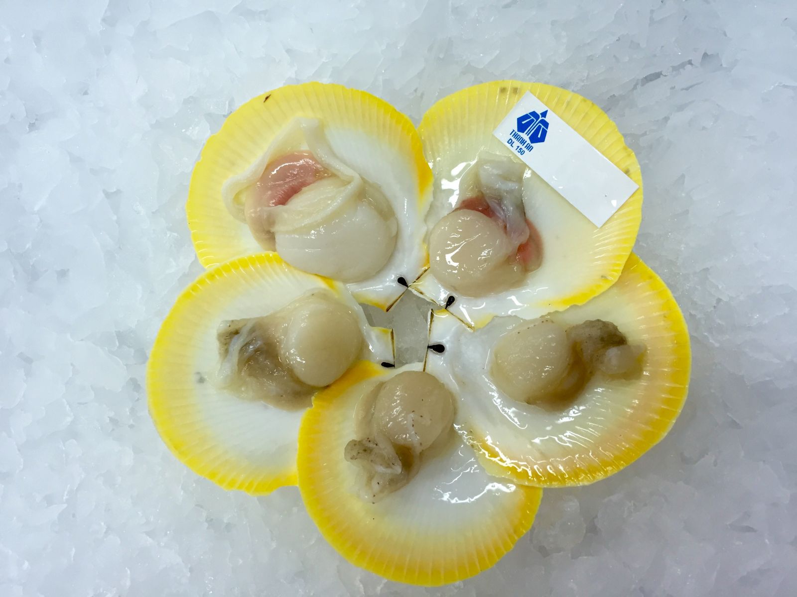 Scallop 01