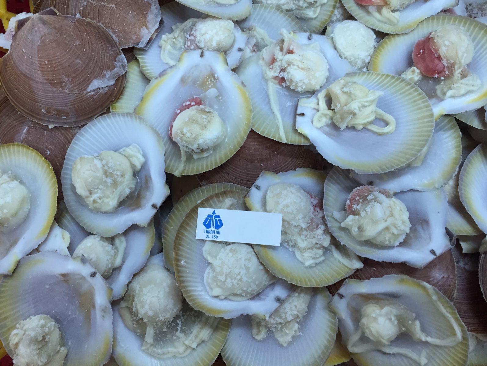 Scallop 02