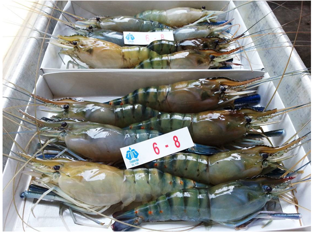 Giant- Freshwater-Shrimp