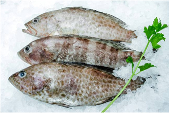 Grouper