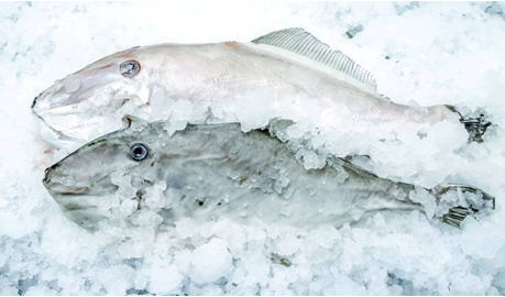 Leather Jacker Fish