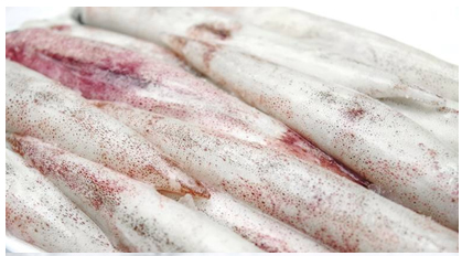 Loligo Squid