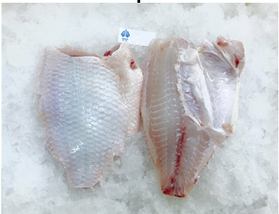 Red Tilapia Fish