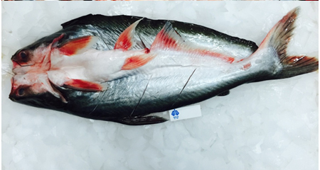 Basa