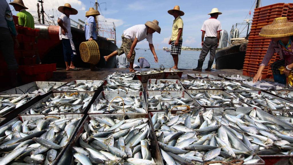 Bột cá trong nước đảm bảo nguyên liệu tươi sống từ nguồn