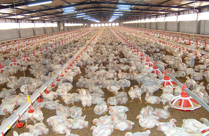 Đèn Diệt Côn Trùng – Giải Pháp Hiệu Quả Bảo Vệ Sản Xuất Và Đời Sống Khỏi Ruồi Muỗi