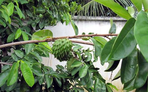 Traders buy hearted stranger soursop leaf