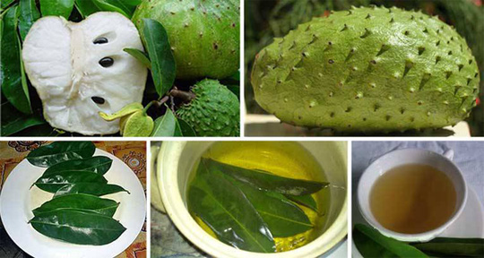 Soursop leaves - a cure for cancer effectively