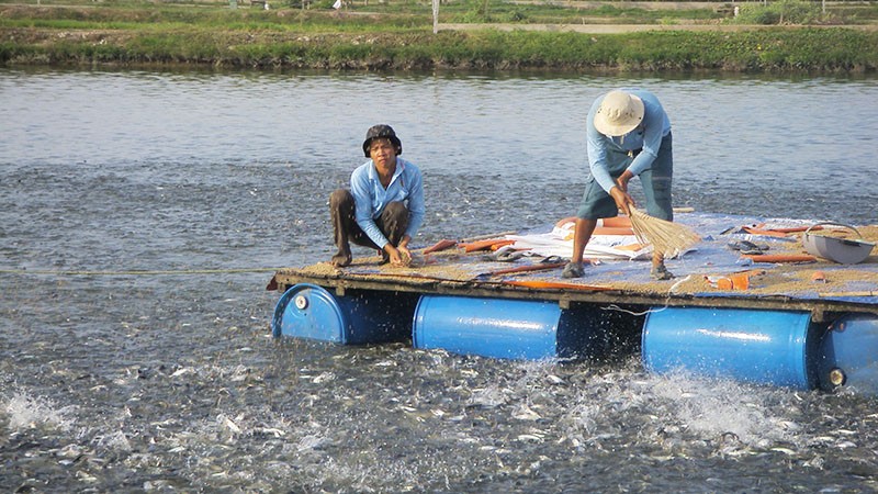 SỬ DỤNG HÓA CHẤT TRONG NUÔI TRỒNG THỦY SẢN SAO CHO AN TOÀN
