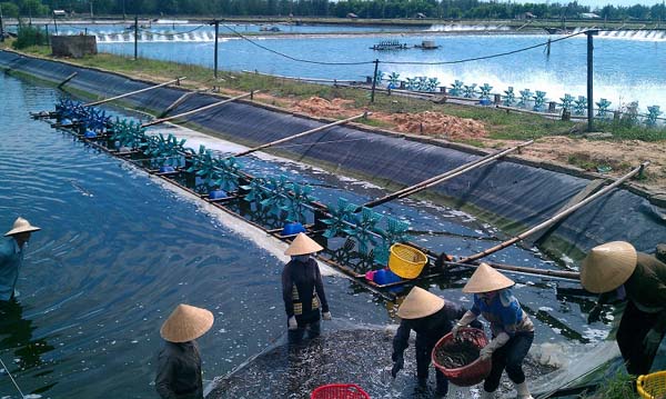 Hóa chất thủy hải sản là gì?