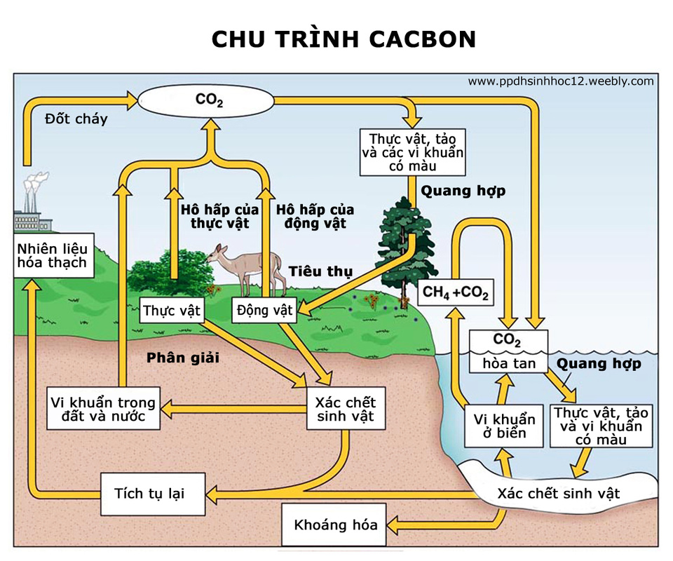 Khí CO2 giúp điều chỉnh được độ pH hồ cá thủy sinh