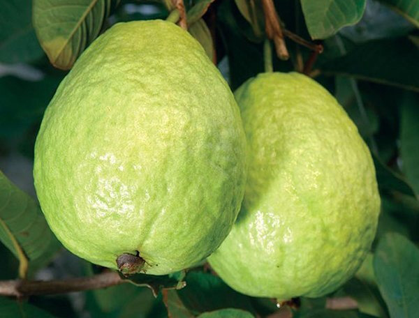 Guava