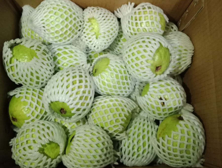 Guava