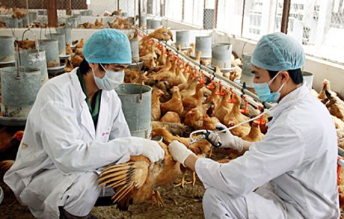 CÁC LOẠI VẮC XIN TIÊM PHÒNG BẮT BUỘC CHO ĐÀN GIA SÚC, GIA CẦM