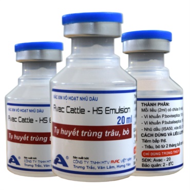 AVAC CATTLE - HS EMULSION (Phòng bệnh Tụ huyết trùng Trâu, bò)