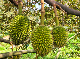 Dùng cho cây sầu riêng
