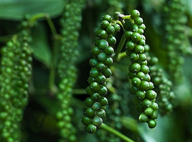 Dùng cho cây công nghiệp