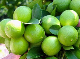 Dùng cho các loại cây trồng