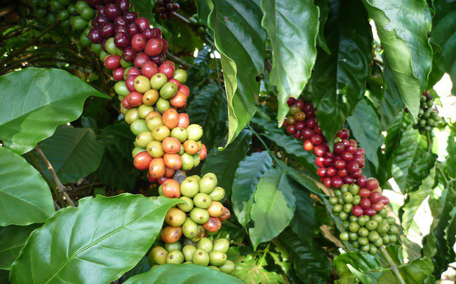 Using railway to remove difficulties for coffee export?