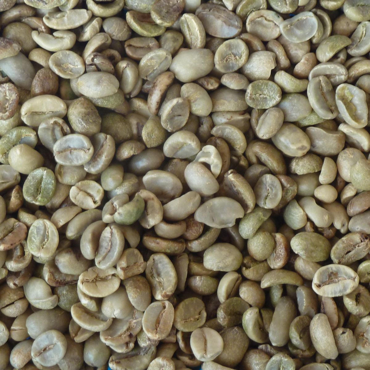 ARABICA COFFEE SCR 14 UNWASHED