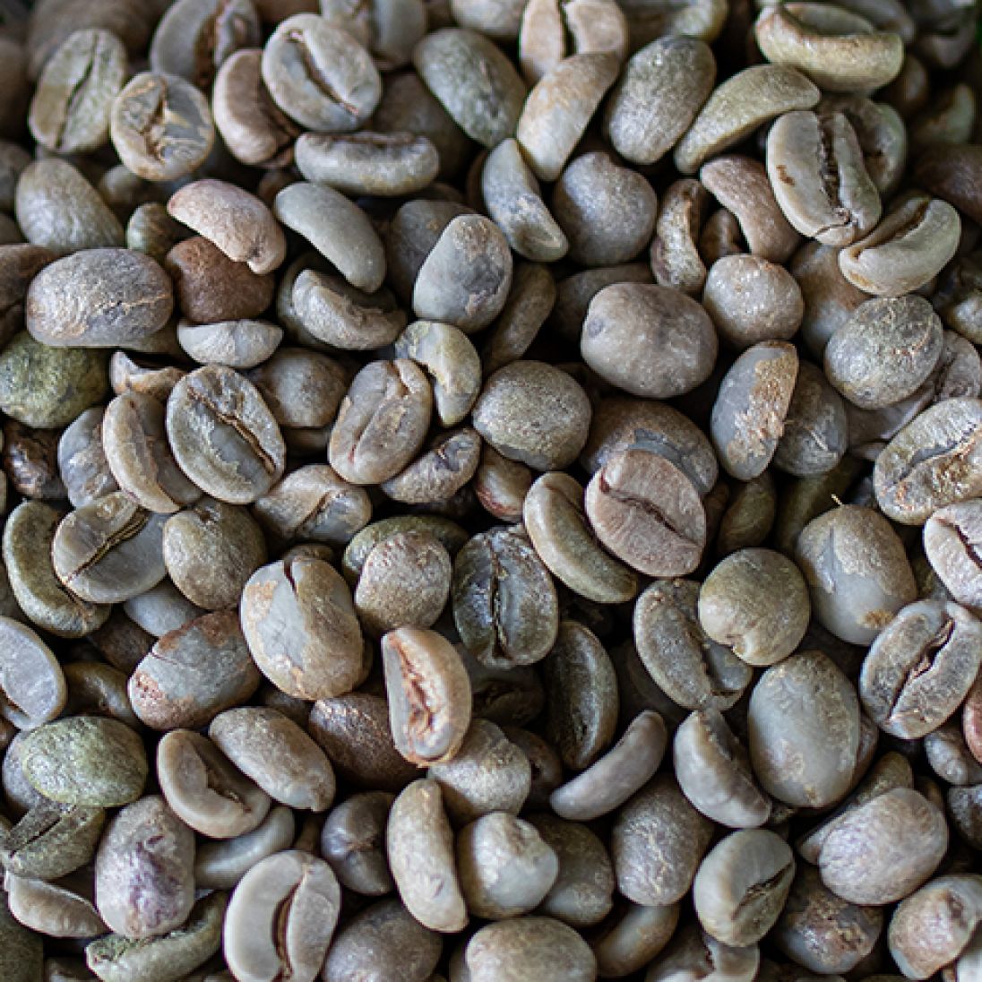 ARABICA COFFEE SCR 18 UNWASHED