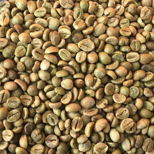ROBUSTA COFFEE GRADE 1 SCR 16  CLEAN