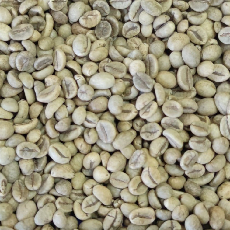 ROBUSTA COFFEE GRADE 1 SCR 16 WET POLISHED