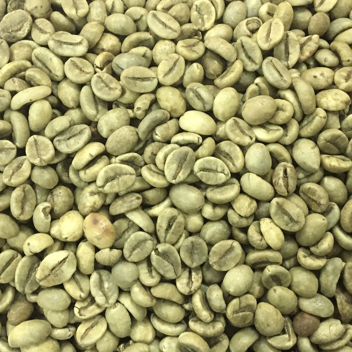 ROBUSTA COFFEE GRADE 1 SCR 18 WET POLISHED