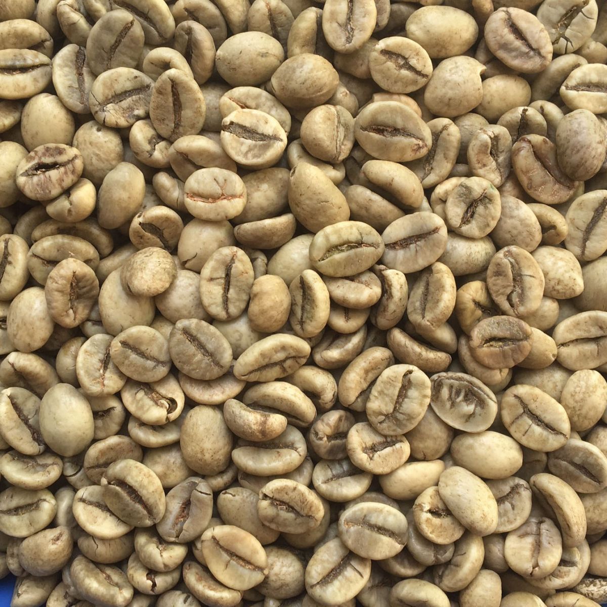 ROBUSTA COFFEE GRADE 1 SCR 20 WET POLISHED
