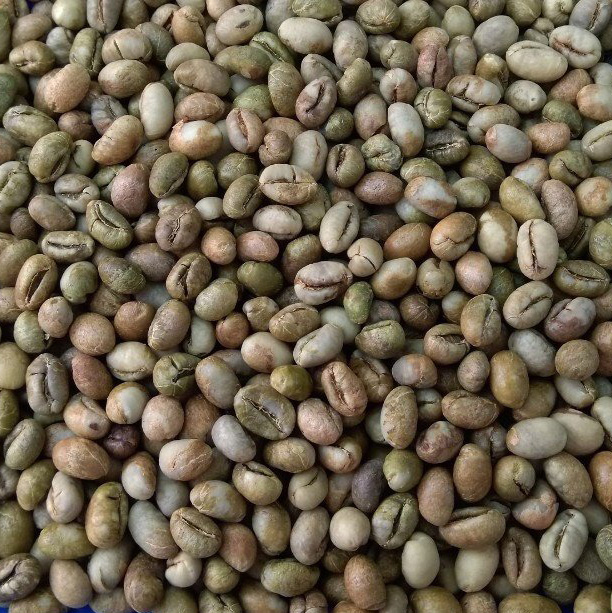 ROBUSTA COFFEE PEABERRY