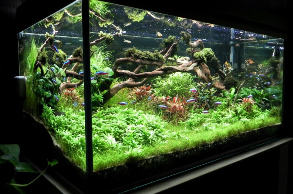 Những cách bố trí và thiết kế bể cá cho thật phong thủy